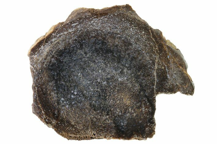 Polished Dinosaur Bone (Gembone) Section - Utah #151475